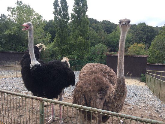 Polonezkoy Hayvanat Bahcesi ve Dogal Yasam ParkI